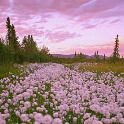 42982金牛网论坛app下载截图